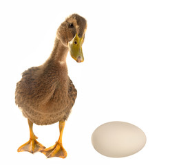 duck