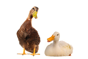 two duck
