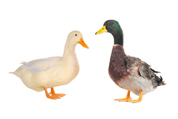 two duck