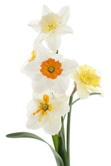 Naklejka na ściany i meble daffodil