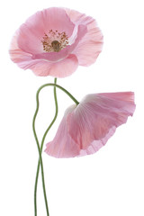 Fototapeta premium poppy