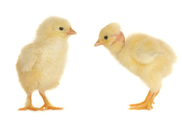 two chick