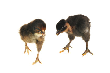 two chick