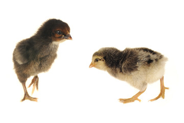two chick