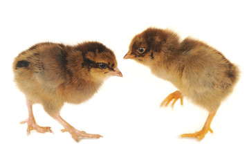two chick