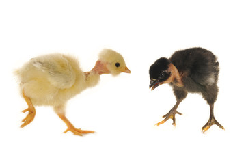 two chick