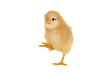 chick