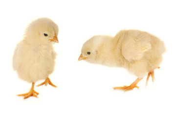 chick