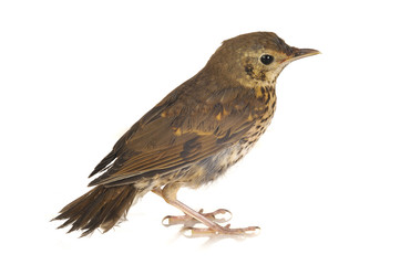 song thrush