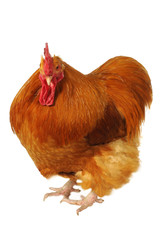 thoroughbred brown cock