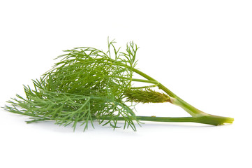 Green fennel leaf isolated on white background