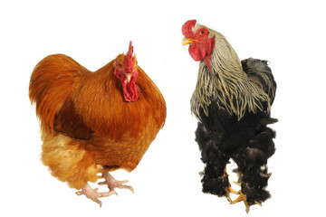 two thoroughbred brown cock