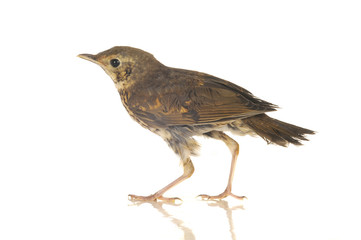 song thrush