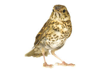 song thrush