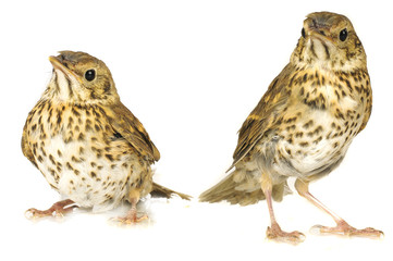 song thrush