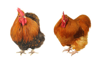 thoroughbred brown cock