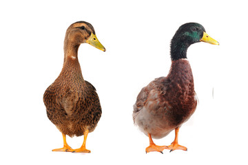 duck white