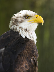 bald eagle