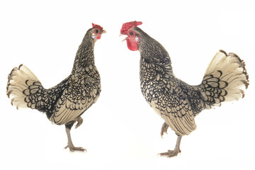 cock and  hen