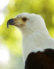 Schreiseeadler Portrait