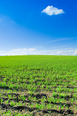 Outdoor Farm Field