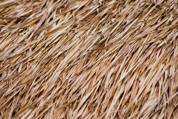 Close up of ground. Texture of straw.