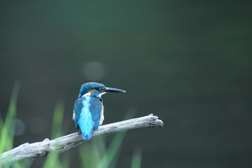 止まり木のカワセミ