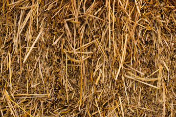 Close up of ground. Texture of straw.