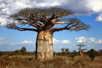 Fotobehang grote baobabboom van Madagascar © ileiry