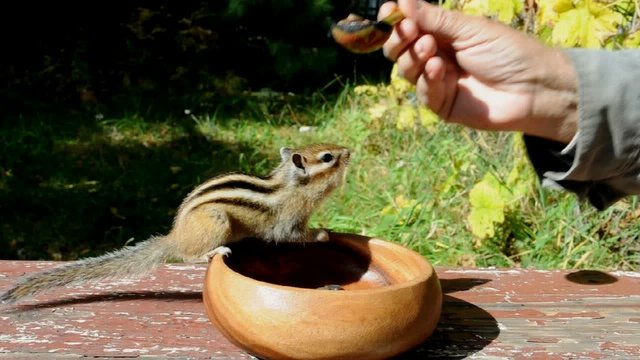 Бурундук (chipmunk) бегает за едой как собачонка