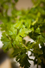 Parsley
