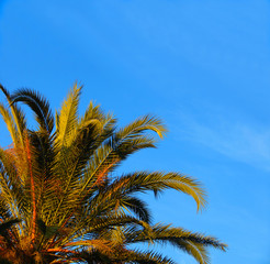 Obraz na płótnie Canvas palm tree and the blue sky