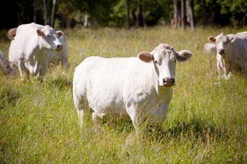 Obraz na płótnie Canvas White Cow