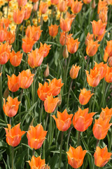 Tulips in a spring garden