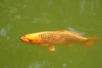 Decorative carp or koi in a pond