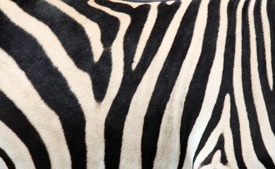 Fototapeta na wymiar Zebra skin background, texture