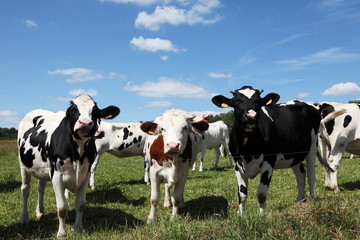 Naklejka na ściany i meble Trzy młode krowy mleczne Holstein