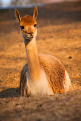 lama vicunas © jurra8