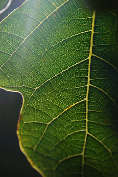 fig tree leaf closeup