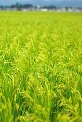 Fototapeta na wymiar Bloom ryż