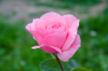 Pink rose