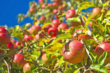 Äpfel am Baum