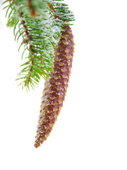 pine tree with cones covered with snow