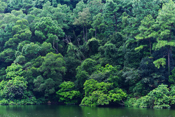 Fototapeta na wymiar lake with tree