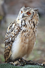 Eurasian Eagle Owl
