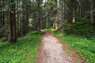 sentiero nella foresta - footpath on forest