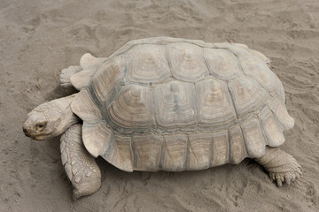 ケヅメリクガメ