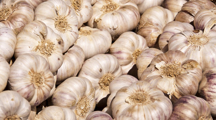 Gousse d'ail au marché