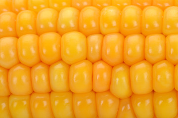 Maiskolben Makro