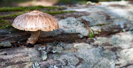 wild mushroom